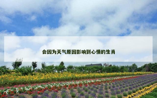 会因为天气原因影响到心情的生肖
