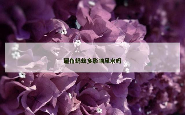 屋角蚂蚁多影响风水吗