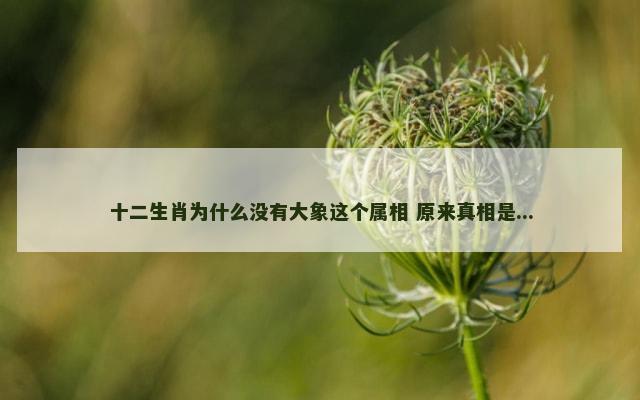 十二生肖为什么没有大象这个属相 原来真相是...