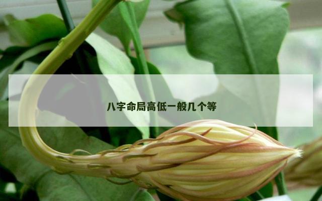 八字命局高低一般几个等