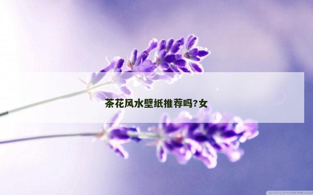 茶花风水壁纸推荐吗?女