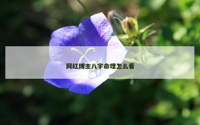 网红博主八字命理怎么看