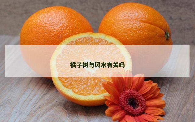 橘子树与风水有关吗