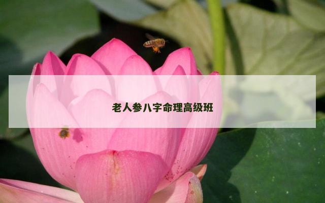 老人参八字命理高级班