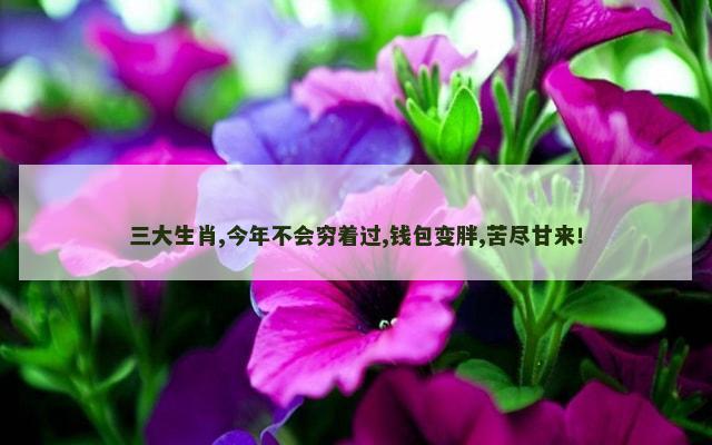 三大生肖,今年不会穷着过,钱包变胖,苦尽甘来！