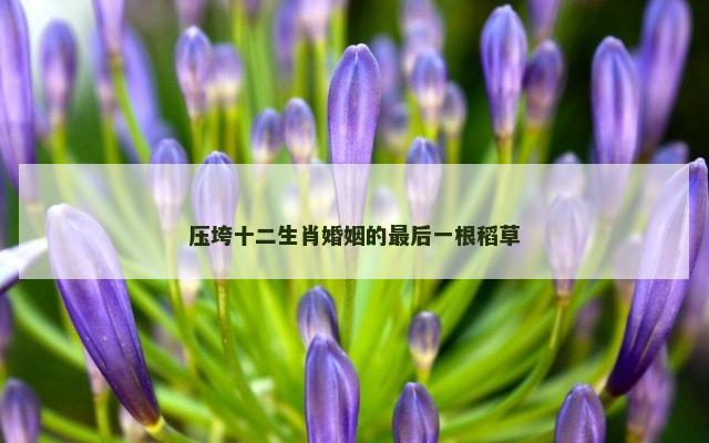 压垮十二生肖婚姻的最后一根稻草