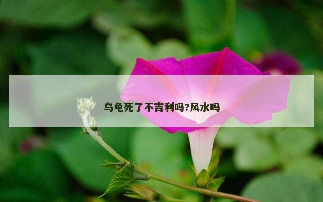 乌龟死了不吉利吗?风水吗