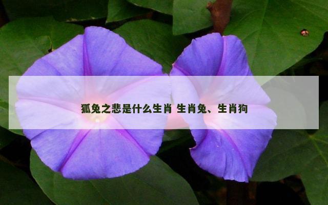 狐兔之悲是什么生肖 生肖兔、生肖狗