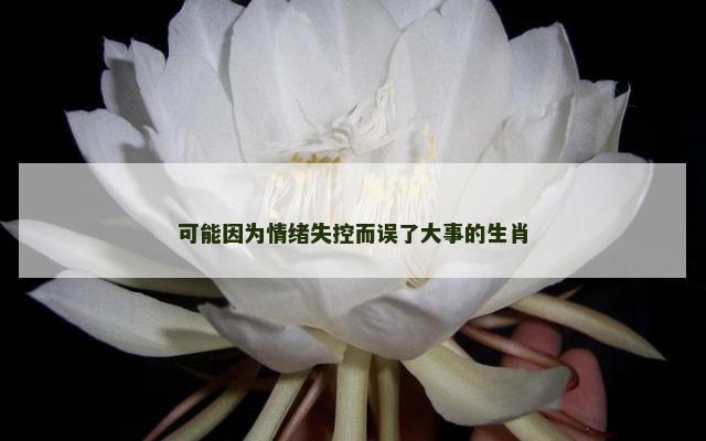 可能因为情绪失控而误了大事的生肖