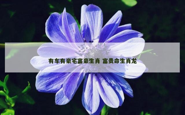 有车有豪宅富豪生肖 富贵命生肖龙