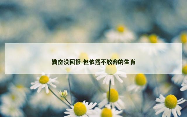 勤奋没回报 但依然不放弃的生肖