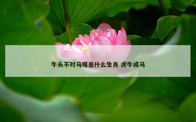牛头不对马嘴是什么生肖 虎牛或马