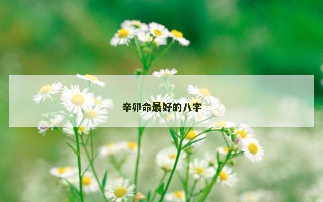 辛卯命最好的八字