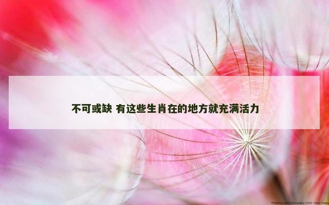 不可或缺 有这些生肖在的地方就充满活力