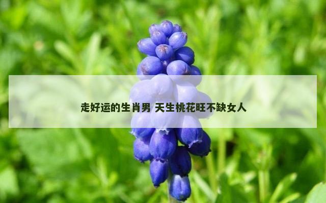 走好运的生肖男 天生桃花旺不缺女人