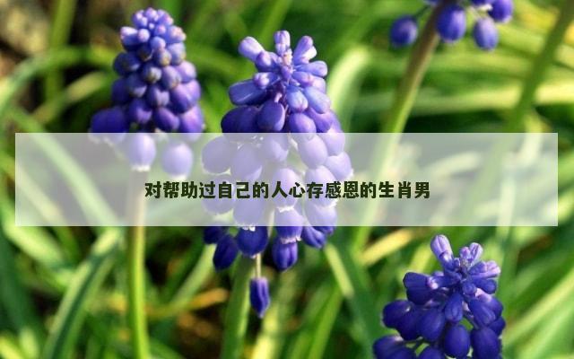 对帮助过自己的人心存感恩的生肖男