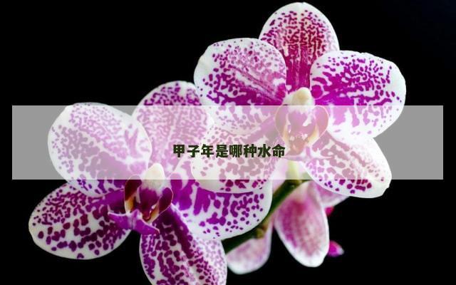 甲子年是哪种水命