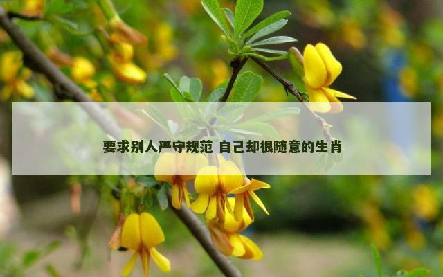 要求别人严守规范 自己却很随意的生肖