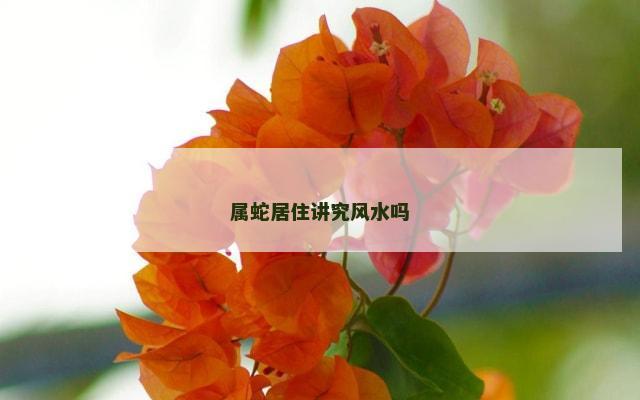 属蛇居住讲究风水吗