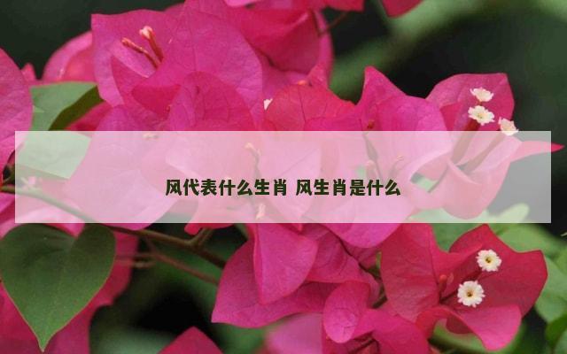 风代表什么生肖 风生肖是什么