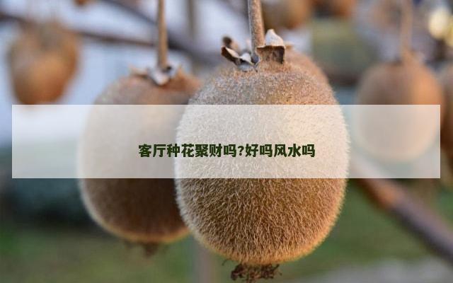 客厅种花聚财吗?好吗风水吗