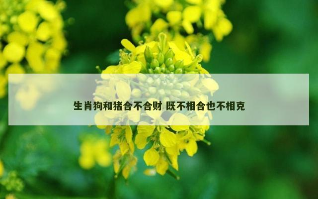 生肖狗和猪合不合财 既不相合也不相克