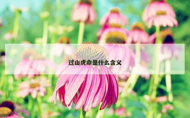 过山虎命是什么含义