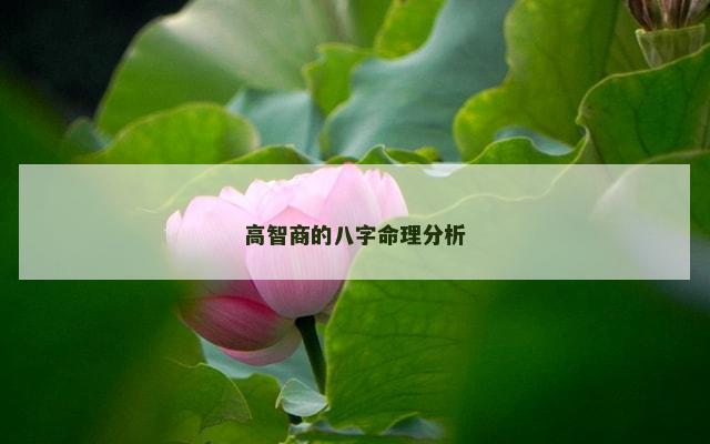 高智商的八字命理分析