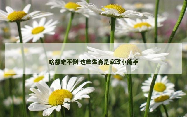 啥都难不倒 这些生肖是家政小能手