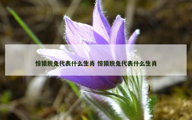 惊猿脱兔代表什么生肖 惊猿脱兔代表什么生肖