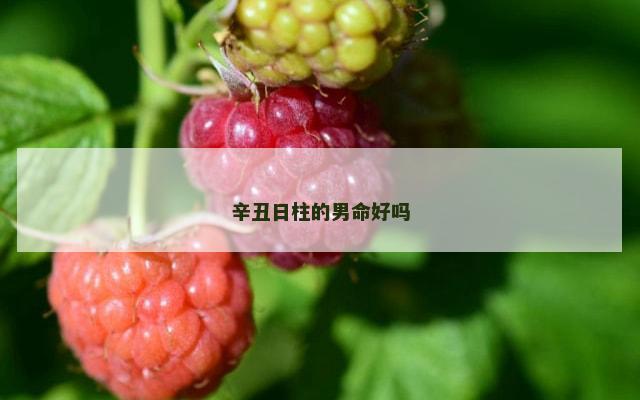 辛丑日柱的男命好吗