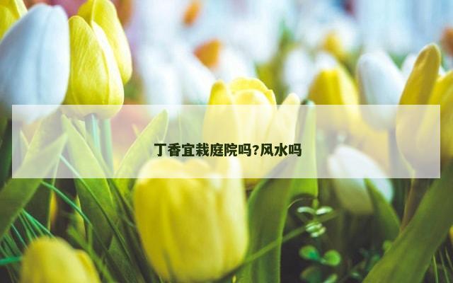 丁香宜栽庭院吗?风水吗