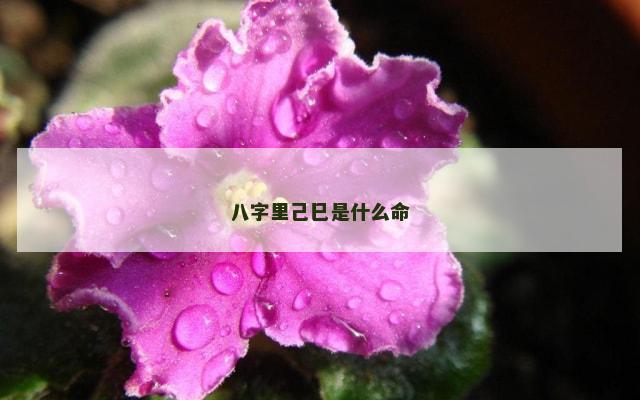 八字里己巳是什么命
