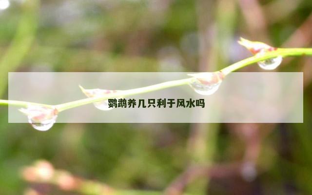 鹦鹉养几只利于风水吗