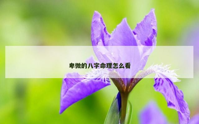 卑微的八字命理怎么看