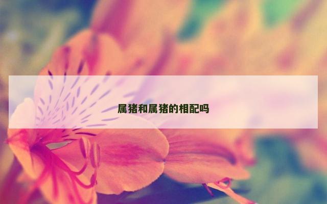属猪和属猪的相配吗