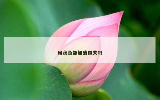 风水鱼能加清道夫吗