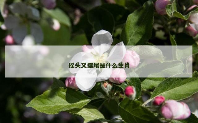 摇头又摆尾是什么生肖