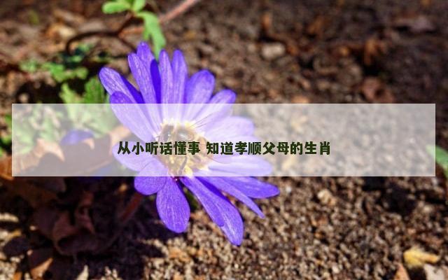 从小听话懂事 知道孝顺父母的生肖