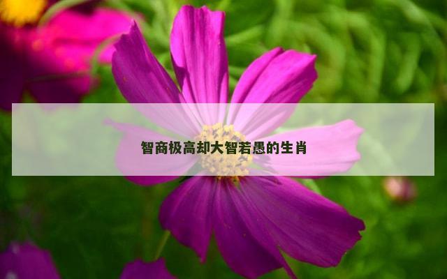 智商极高却大智若愚的生肖