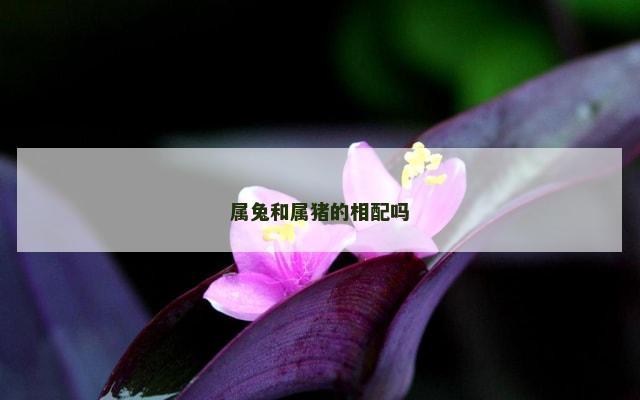 属兔和属猪的相配吗