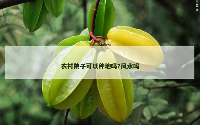 农村院子可以种地吗?风水吗