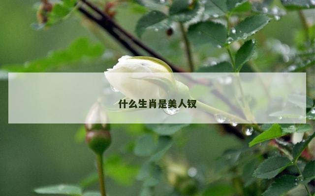 什么生肖是美人钗