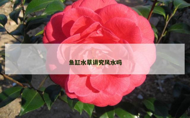 鱼缸水草讲究风水吗