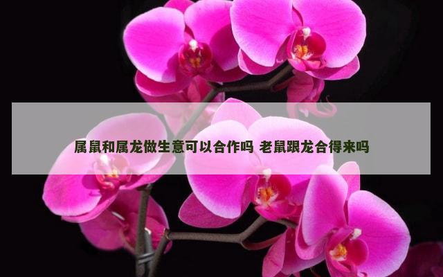 属鼠和属龙做生意可以合作吗 老鼠跟龙合得来吗