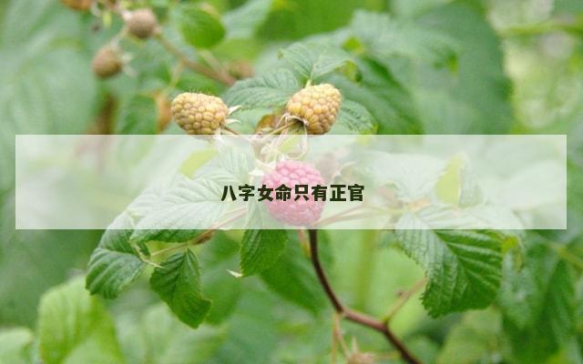 八字女命只有正官