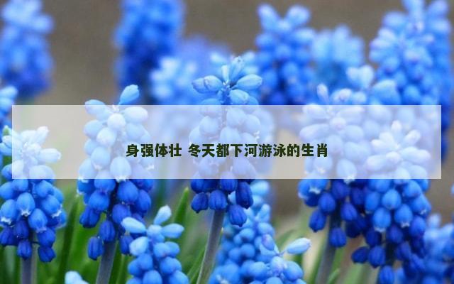 身强体壮 冬天都下河游泳的生肖