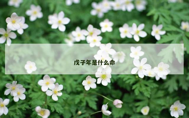 戊子年是什么命