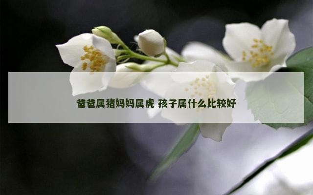 爸爸属猪妈妈属虎 孩子属什么比较好