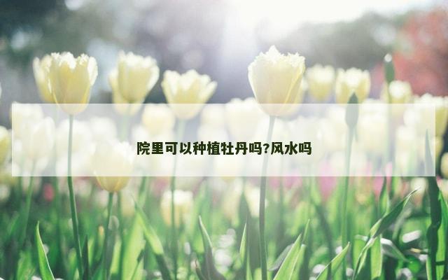 院里可以种植牡丹吗?风水吗